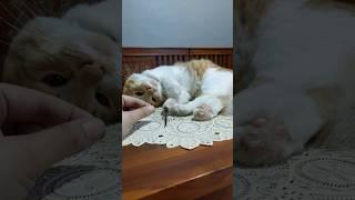 Pengen pegangtapi takut digigit capung   #cat #funny #shorts #cutecat #cats #4k #animals #kitten