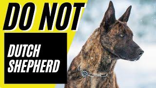 Dutch Shepherd - Top 7 Reasons You SHOULD NOT get a Dutch Shepherd