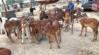 Australian Fresian Female Little Cow Babies  Sehiwal Calf  Malomore Mandi Jhang