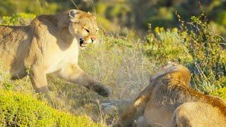 Puma Mothers in Savage Battle  Dynasties II  BBC Earth