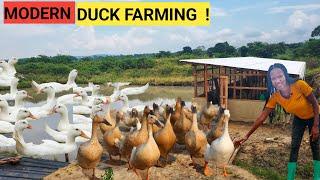 How To SUCCEED In DUCK FARM Business  Duck House Water Farm Updates