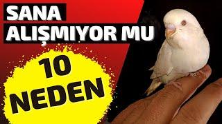 KUŞUN SANA BİR TÜRLÜ ALIŞMIYOR MUİŞTE BUNUN 10 NEDENİ 