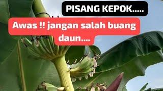 Merawat pisang KEPOKagar buah pisang jadi besar