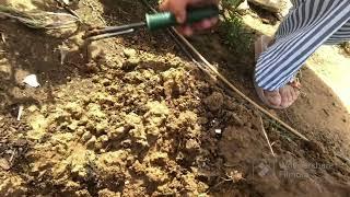 Free tomato plants using pruned suckers Don’t throw the suckers away