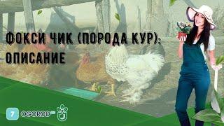 Фокси Чик порода кур описание