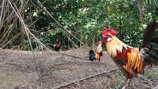 Terpesona lihat pikat ini  PIKAT AYAM HUTAN