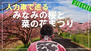 人力車で巡る「みなみの桜と菜の花まつり」河津桜満開の下、人力車が疾走します。