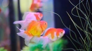 How to Keep Koi Fish  Aquarium Care