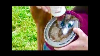 Hoof Care For Horses. Treat Thrush Promote Hoof Growth Packing With Mud  To Cool & Draw Pain Out.