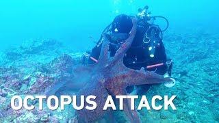 Massive octopus attacks diver drags equipment through sea