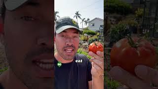 Dont vine-ripen your tomatoes...