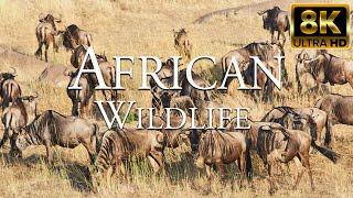African Wildlife 8K ULTRA HD  Wild Animals of African Safari  African Savanna