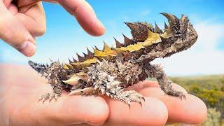SPIKED by Sharpest Lizard on Earth Thorny Devil