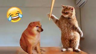 Evil Cats Get Angry And Hit Everything  Hilarious Cats And Dogs Video