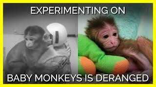 Todays Experiments on Monkeys Are Just as Cruel As They Were 70 Years Ago