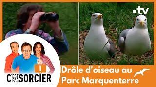 Drôle doiseau au Parc Marquenterre - Cest pas sorcier Intégrale