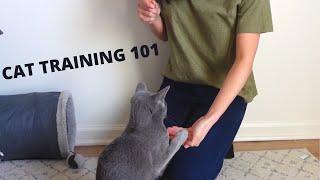 How We Trained Our Russian Blue
