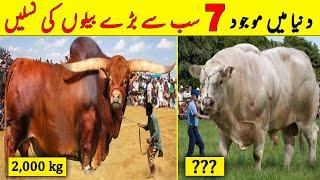 7 Most Biggest Bull Breeds Of The World  Qurbani 2023  Bakra Mandi  NYKI