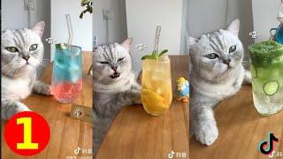 Cat making amazing drinks tiktok compilation #1