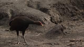 Rare footage of megapode birds laying eggs in volcano ash-covered islands and their predators