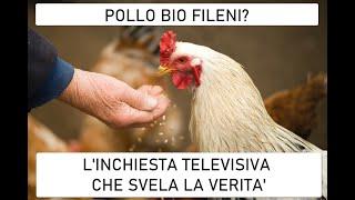 POLLO BIOLOGICO MA E DAVVERO QUELLO CHE MOSTRANO IN TV?