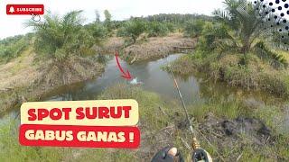 SPOT SURUT  GABUSNYA GANAS-GANAS