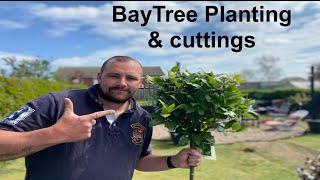 Bay tree planting and cuttings