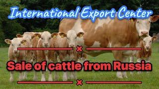 Export of Cattle from Russia. Bulls Cows Calves. International Export Center.