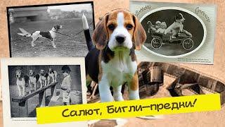  Бигли на винтажных фото и видео  Beagle dogs in vintage photos and videos.