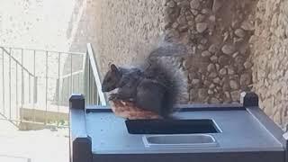 Squirrel eating a pizza at GaryCon XVI