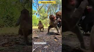monkeys fighting each other for foodlikesharesubscribe#viral#shorts#trending#monkey#fight#video