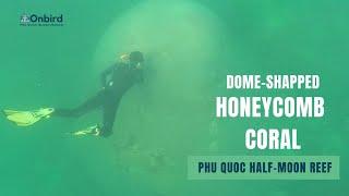 Dome-shaped HONEYCOMB CORAL at Half-moon reef Phu Quoc Island Vietnam Diving & Snorkeling