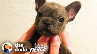 Watch This Sassy Cleft Palate Puppy Argue With His Mom  The Dodo Little But Fierce