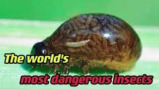 The ten most dangerous insects in the world kill hundreds of thousands of people every year.