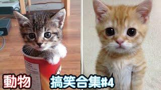 2022最搞笑的寵物影片笑到噴飯#4Funny Animals Video貓狗catdogpet