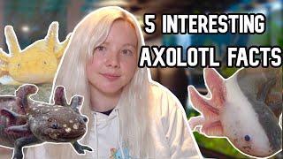 5 INTERESTING AXOLOTL FACTS