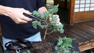 How to create a Bonsai tree DIY