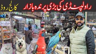 Exotic Big Birds Market  Parrots  Dogs  Cats  Fancy hens  Aseel Murga  Parrots chicks  Chicks