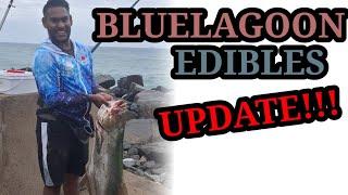 BLUE LAGOON EDIBLES UPDATE15 SEPT 2024