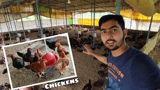 I sold 800 desi chicks from my poultry farm