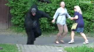 Gorilla in Zoo SA Wardega