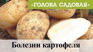 Голова садовая - Болезни картофеля