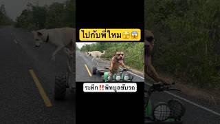 ระทึก‼️พิทบูลขับรถเกิดมาเพิ่งเคยเห็น‼️#สัตว์เลี้ยงน่ารัก #หมา #pitbull #viral #ช้าง #ฮาๆ #ยอดนิยม