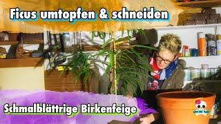 Birkenfeige  Schmalblättrige Birkenfeige  umtopfen & schneiden  Ficus umtopfen & schneiden 