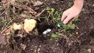 UPDATE on Winter Kill COVER CROP Daikon Radish