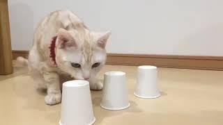 Cat plays Cup Game   %E7%8C%AB%E3%81%A8%E3%82%B7%E3%83%A3%E3%83%83%E3%83%95%E3%83%AB%E3%82%B2%E3%83%