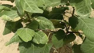 Figs tree from cuttings Single stem fig tree with lots of fruits