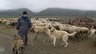 KURTLARLA GEZEN KANGAL KÖPEĞİ VAKASI   TÜM BÖLÜMLER  KURT KIZANINA GİDEN ÇOBAN KÖPEĞİ YAKALANDI