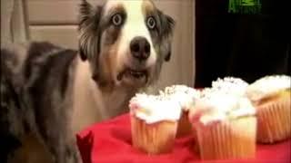 Cupcake Dog I Dont Need You