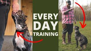 5 Dog Training Exercises You Should Do EVERY DAY At Home